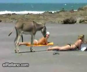 Hengstige ezel laat beach babe duidelijk merken hoe leuk hij haar vind